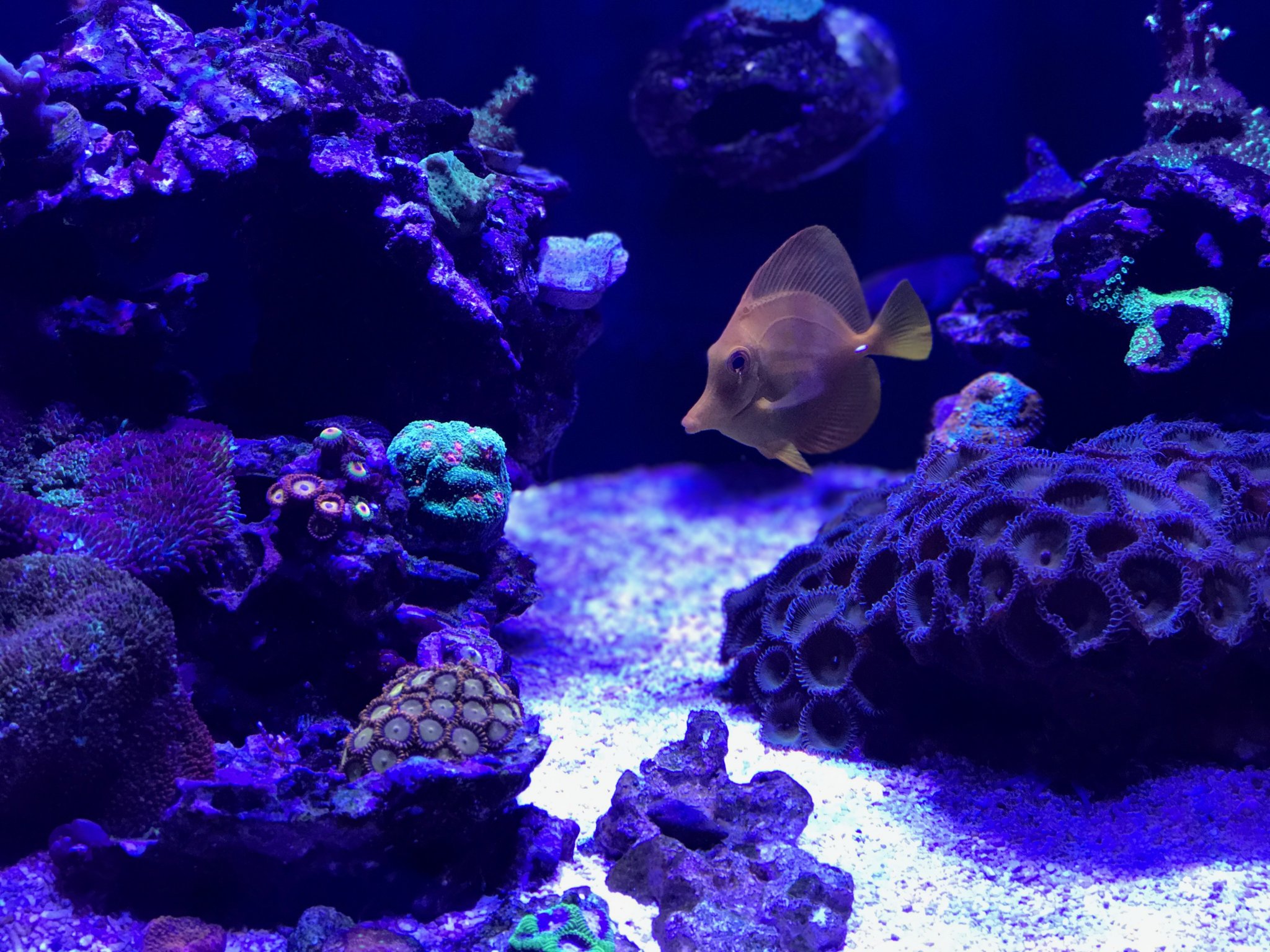 Yellow Hawaiian Tang