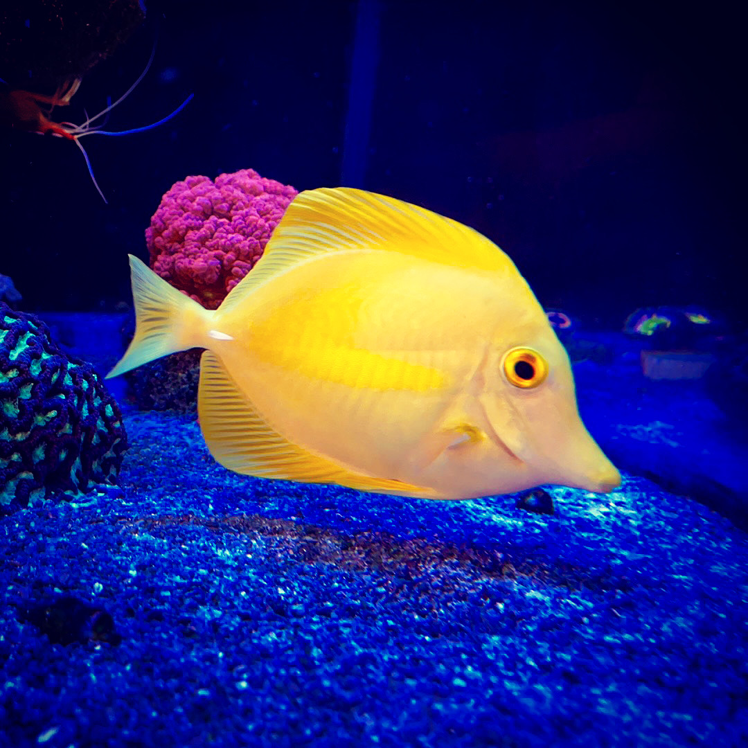 Yellow tang