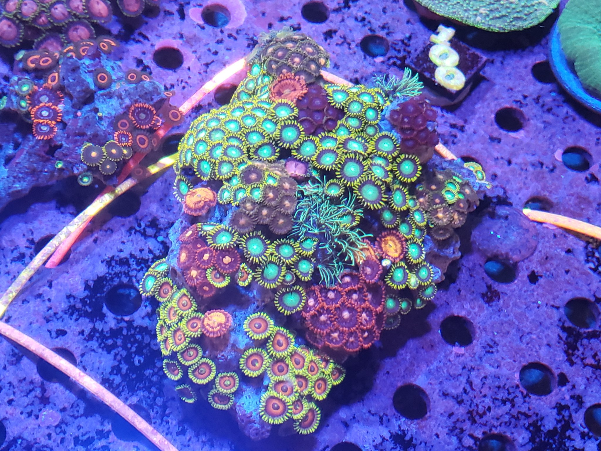 Zoa Colony Mix