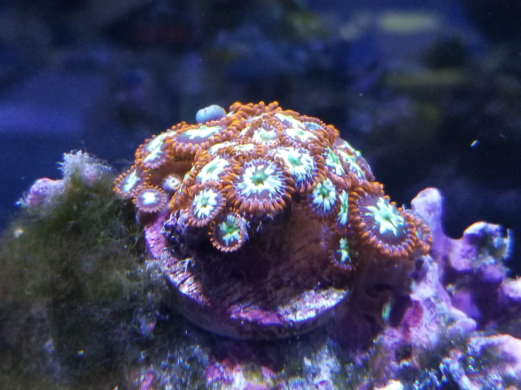 Zoa colony spreading nicely!