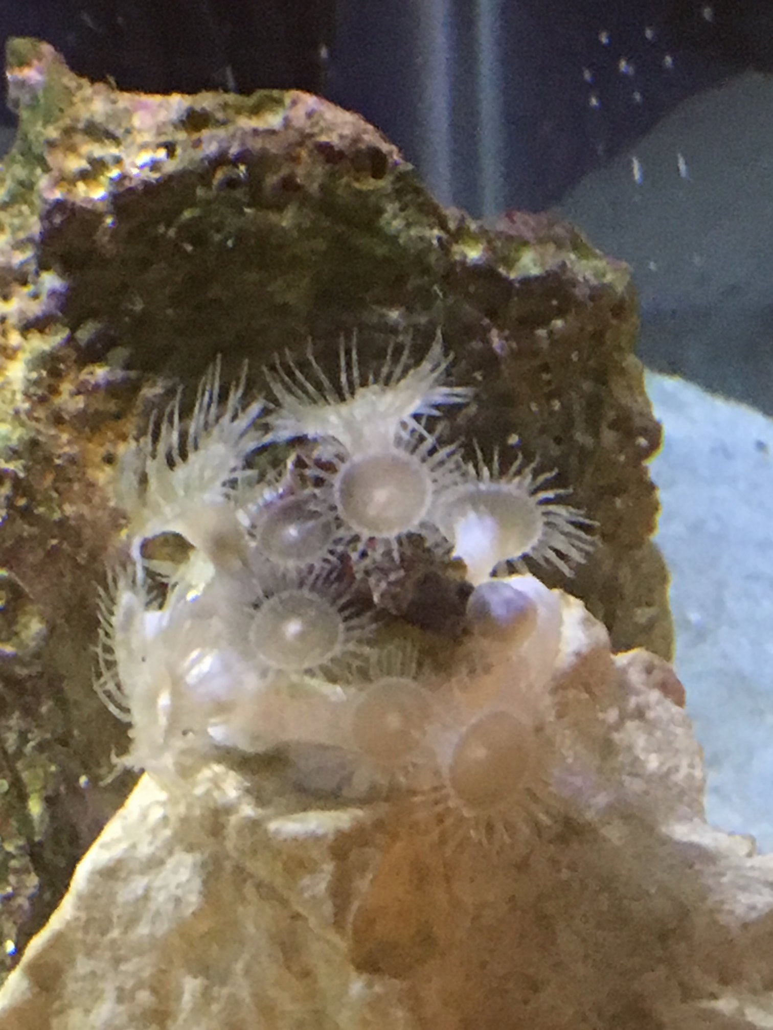 ZOA