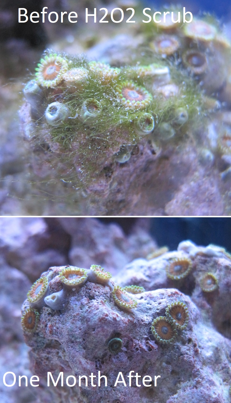 Zoa's (1/8" diameter) after H202 treatment.