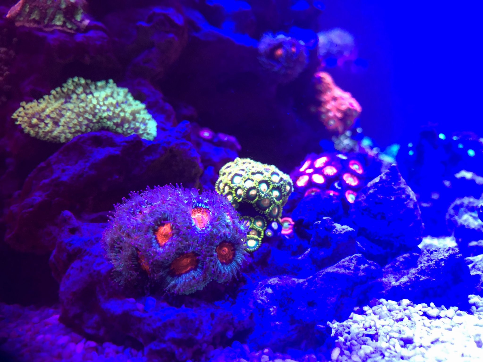 Zoas Acans 1