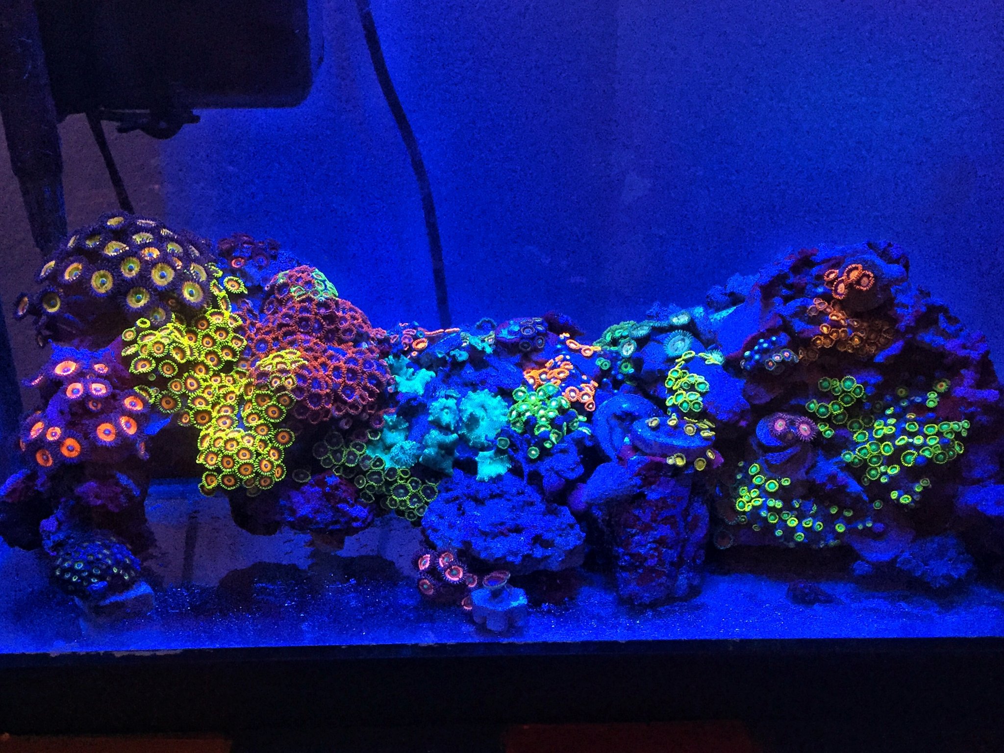 Zoas and Palys