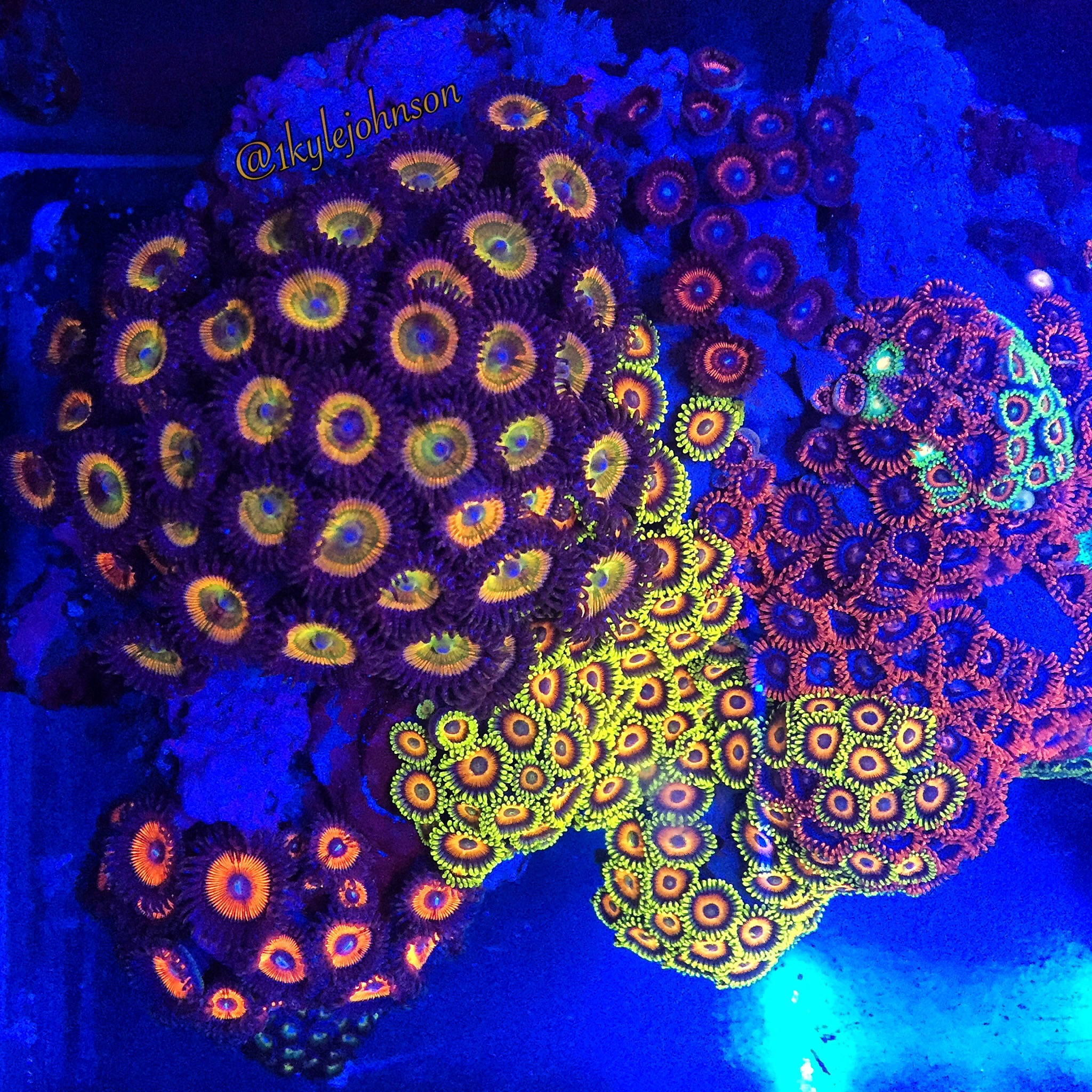 Zoas and Palys