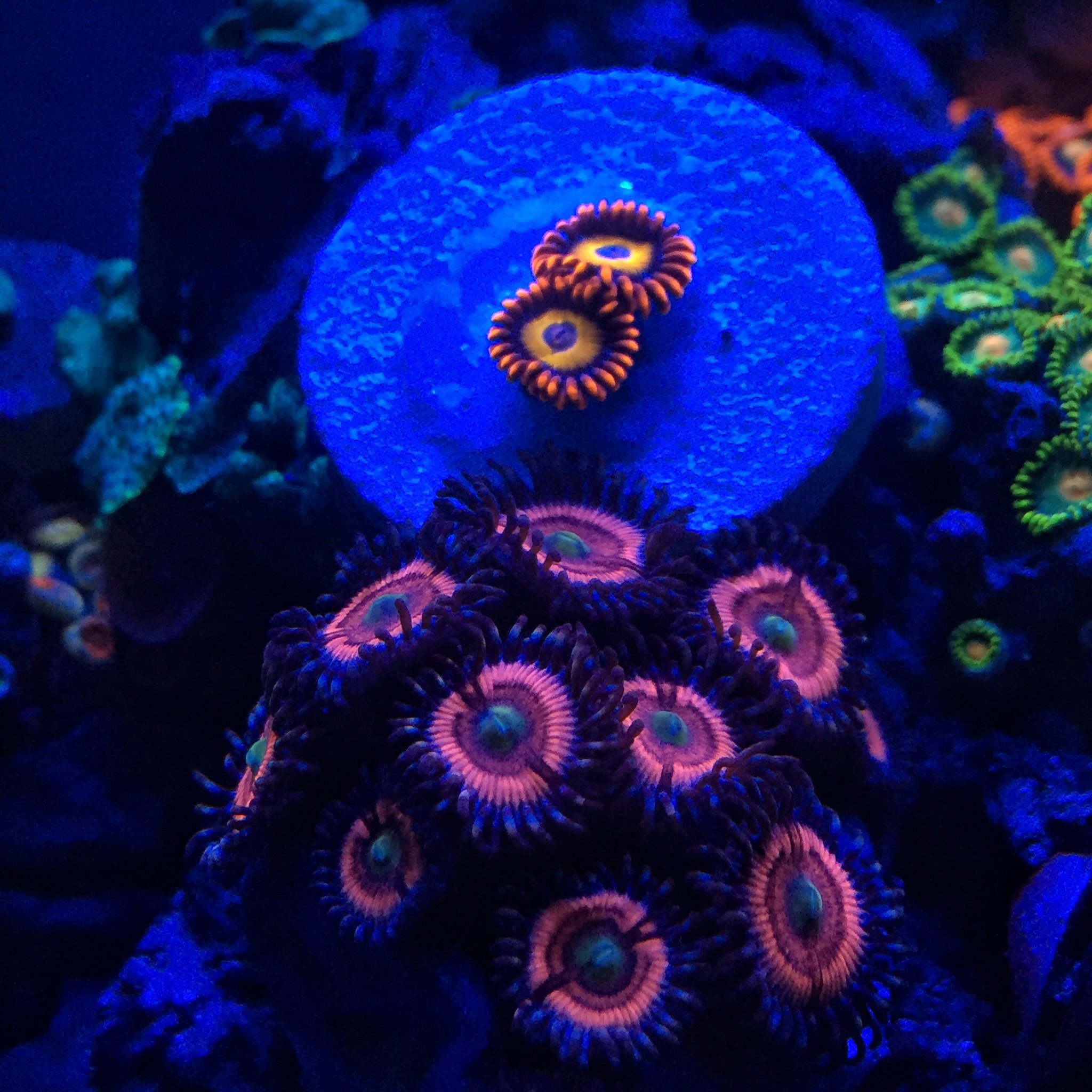 Zoas and Palys