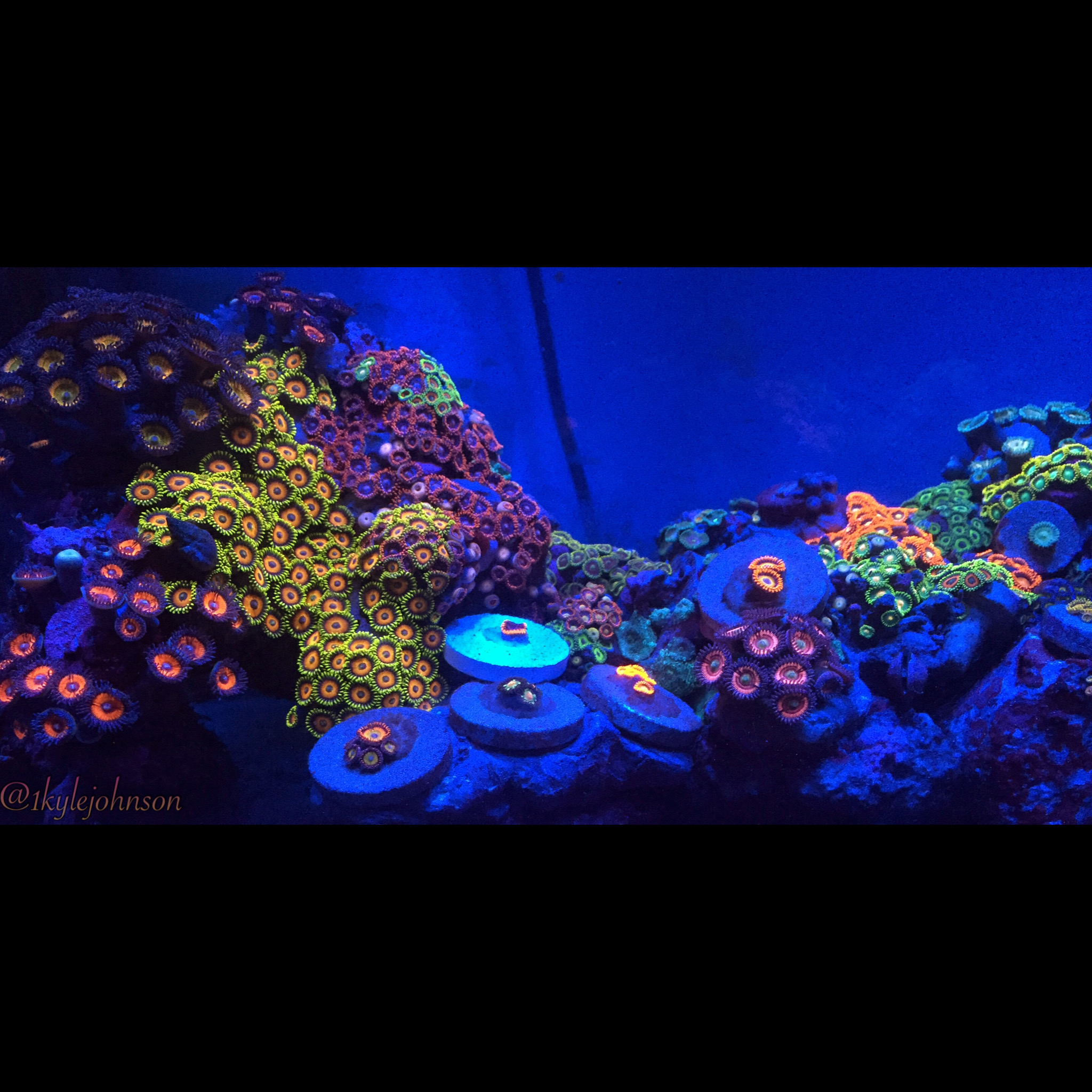 Zoas and Palys