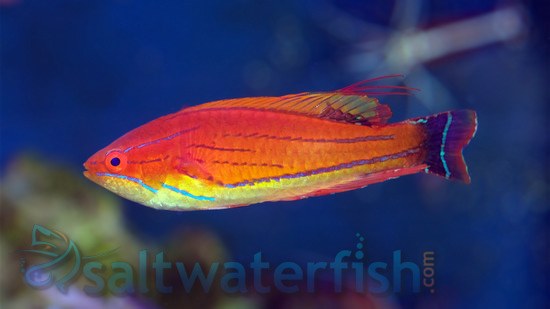 1772_carpenters-flasher-wrasse_1.jpg.c2a73df2e20608dfbe2c72fc2e09df00.jpg