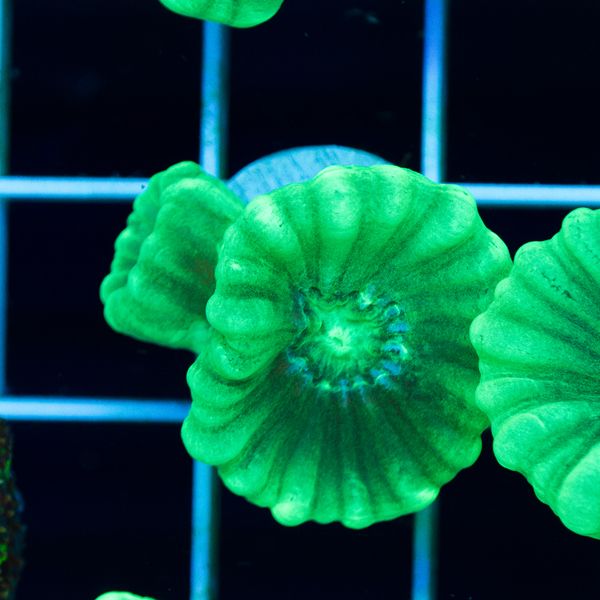 Halloween Minty Green Caulastrea #5