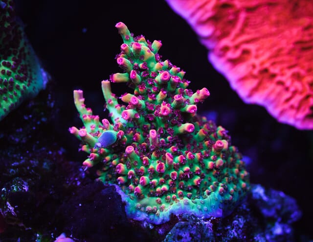 Strawberry_Shortcake_Acropora_WCS07157-SM.jpg