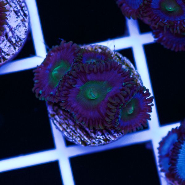 Halloween Vice Zoa #58