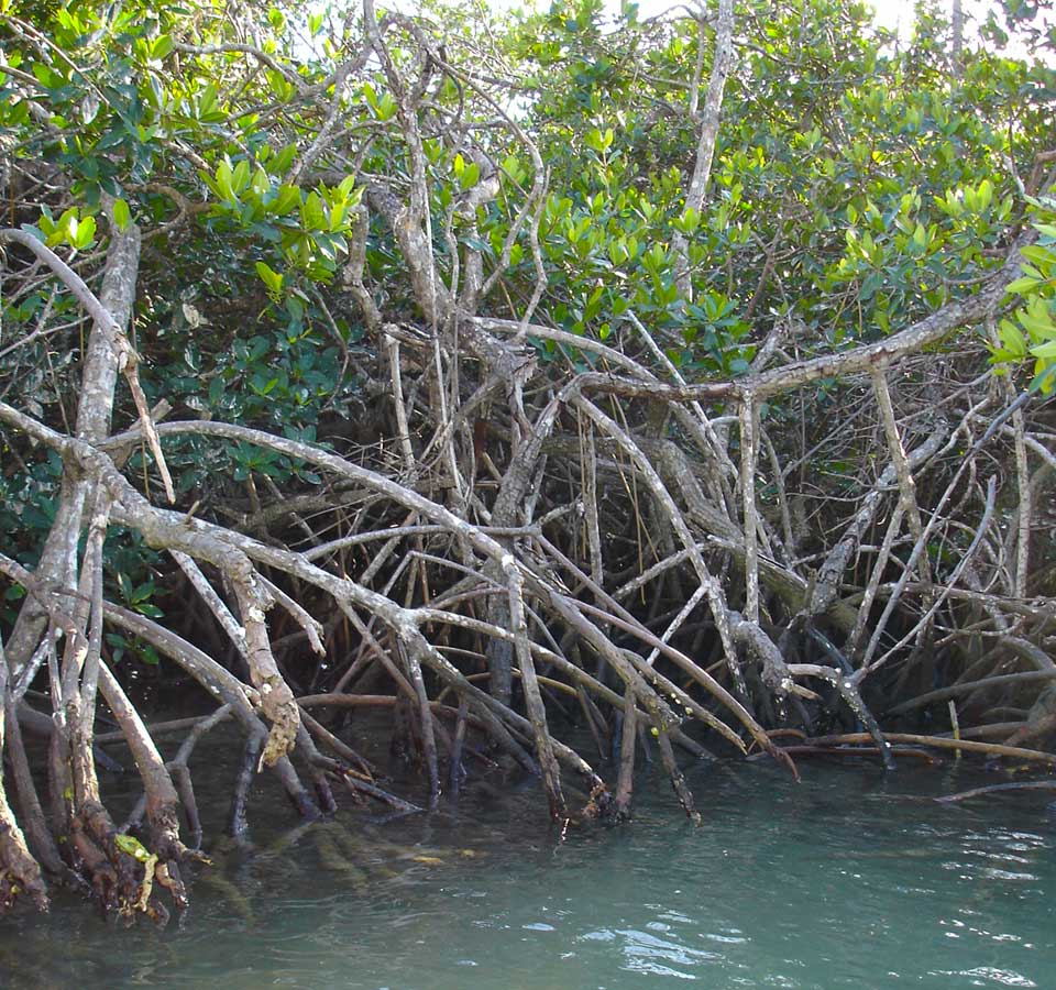 mangrove.jpg