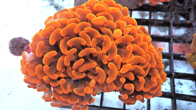 Amazing Orange Hammer Coral at Pacific East Aquaculture is Truly Deserving  of its Name