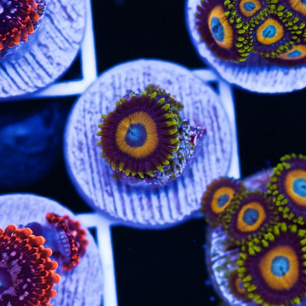 Halloween Scrambled Egg Zoas #2