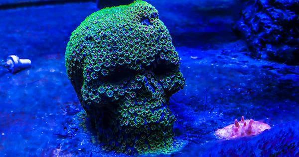 My coral skull has finally reached full coverage. : r/interestingasfuck