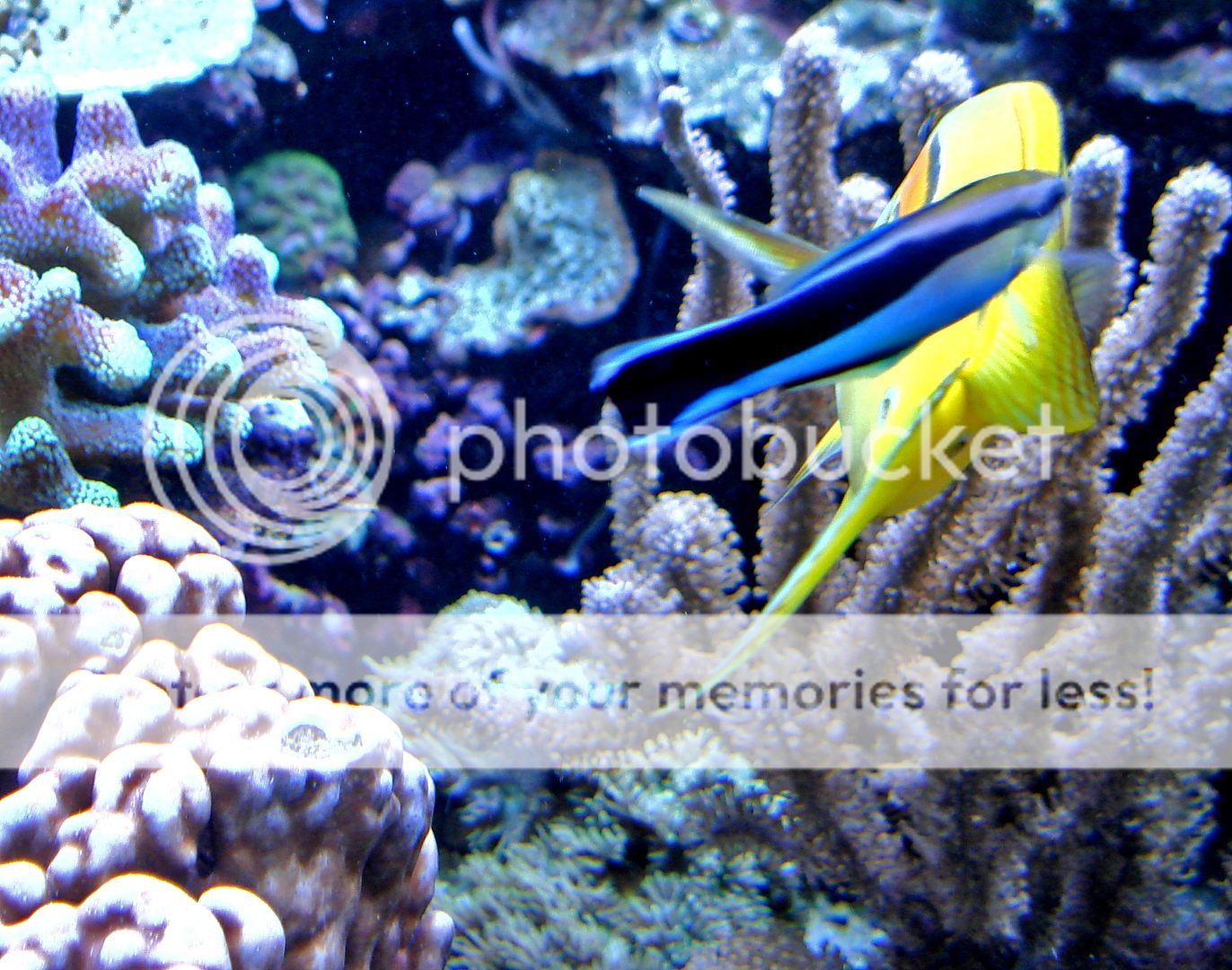 cleaner%20wrasse%20in%20action_zps1z4u5hi5.jpg