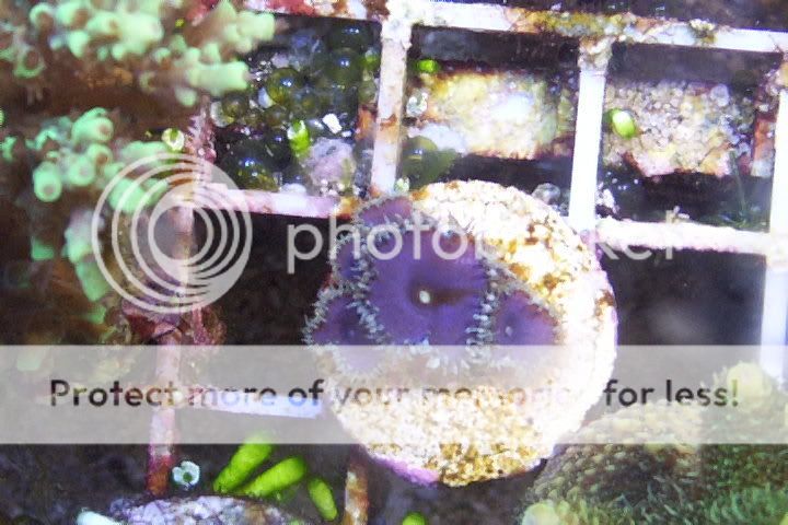 coralpics028.jpg