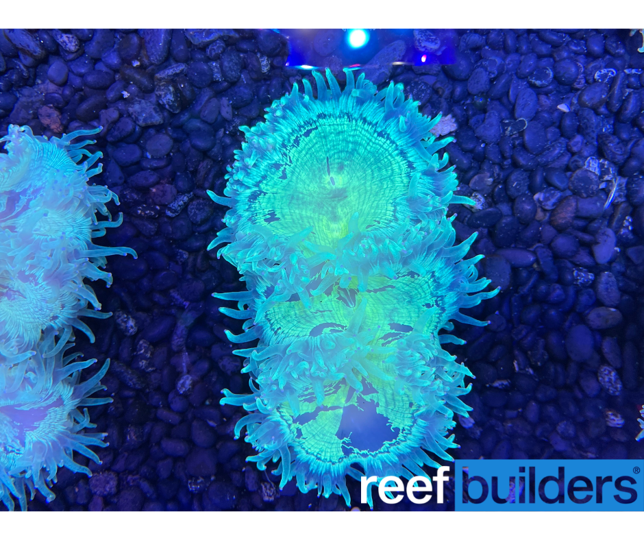 reefbuilders.com