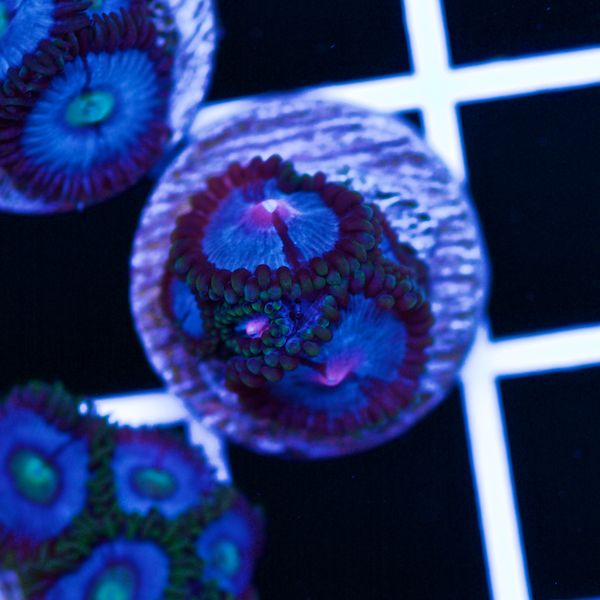 Halloween Vice Zoa #5