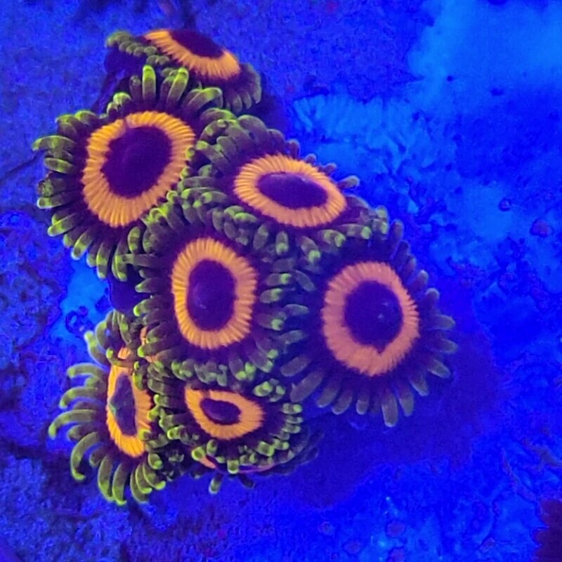 Fruit Loops Zoa 2