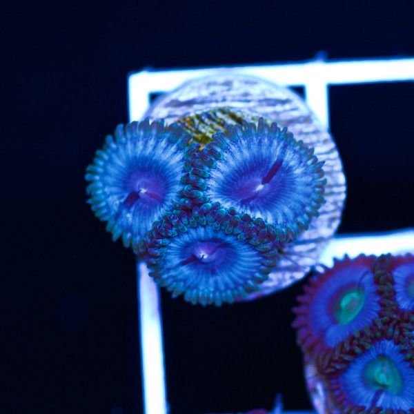 Halloween Vice Zoa #39