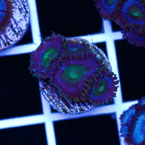 Halloween Vice Zoa #28