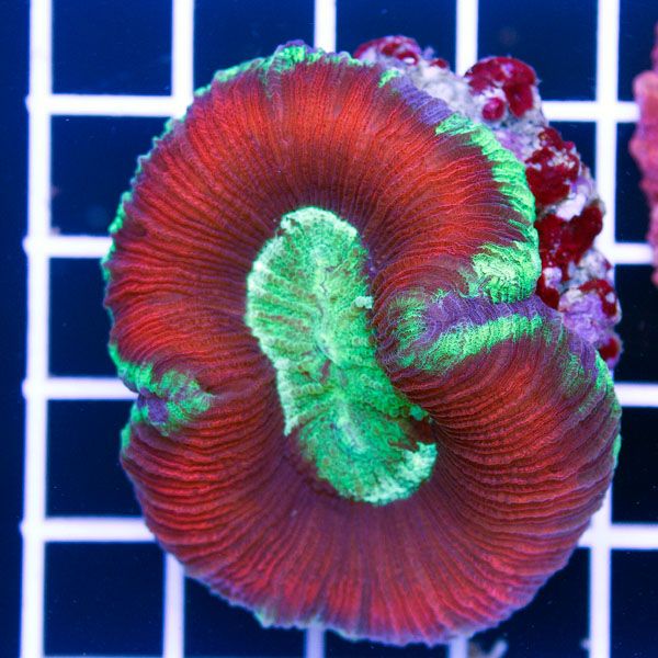 polyp1420.jpg~original