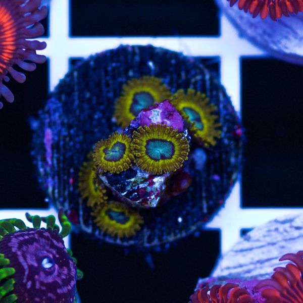 Halloween Pikachu Zoas #3