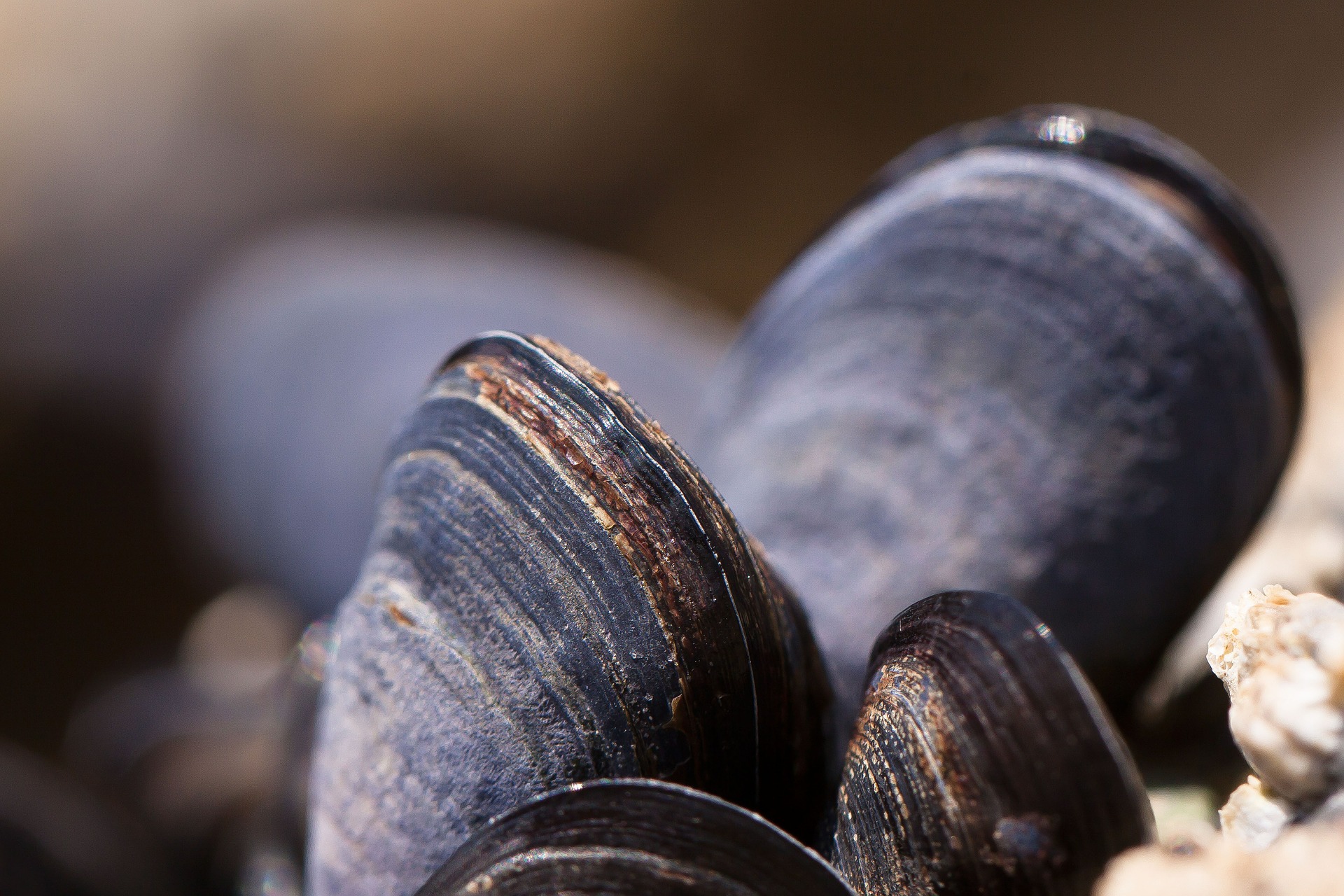 mussels-419052_1920-jpg.912569