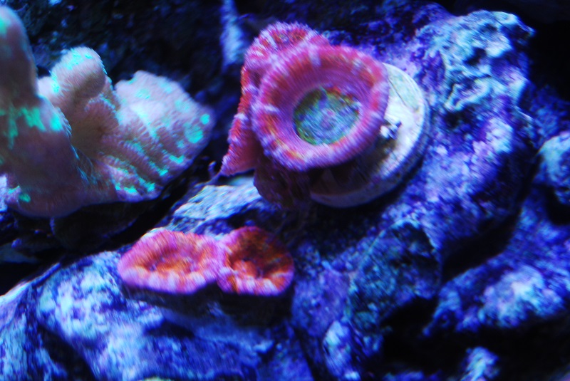 acan_corner.JPG