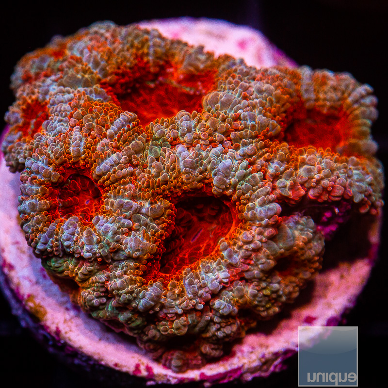 p-red-acan-lord-69-26-jpg.3689805