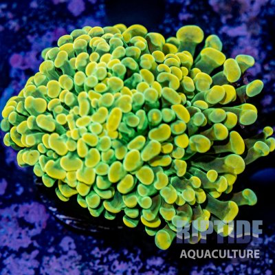 Riptideaquaculture -9804.jpg