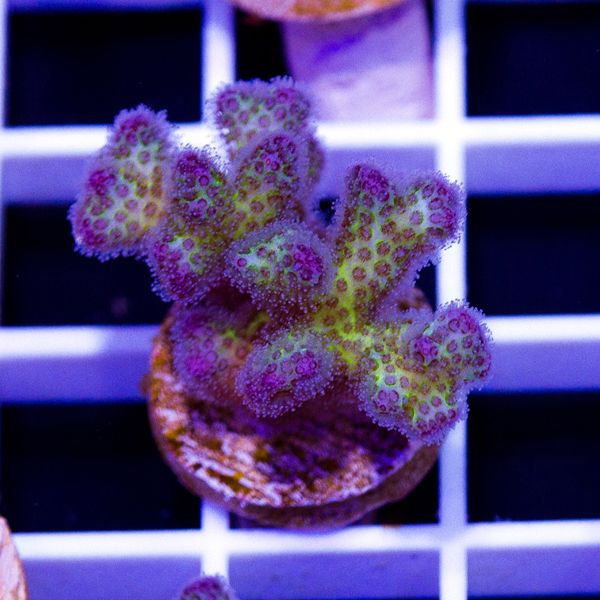 Halloween CC Royale Pocillopora #4