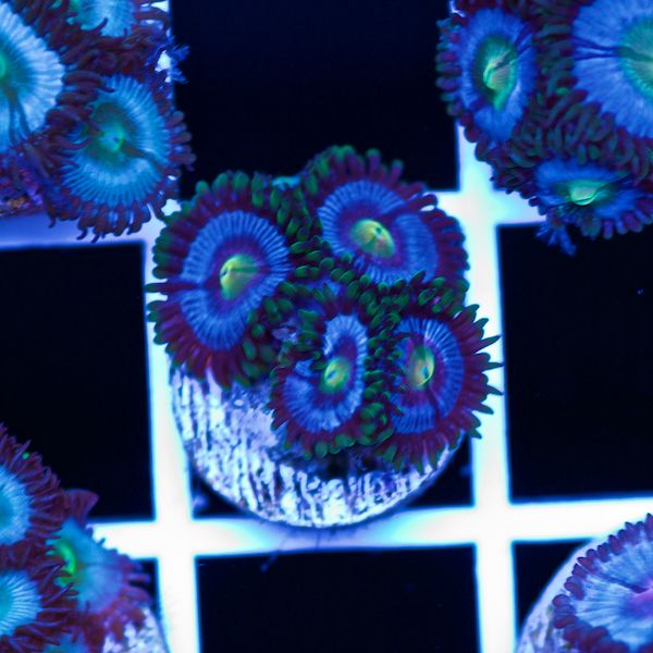 Halloween Vice Zoa #56