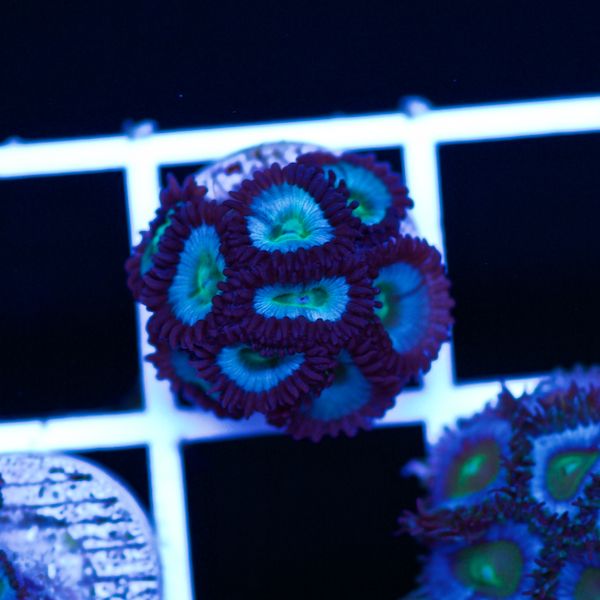 Halloween Vice Zoa #45