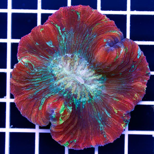 polyp1413.jpg~original