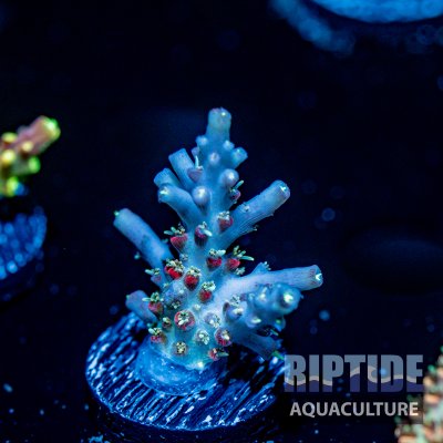 Riptideaquaculture -9498.jpg