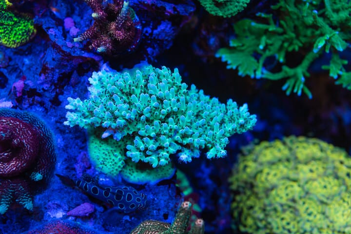 WWC_Ice_Breaker_Acropora_8720.jpg