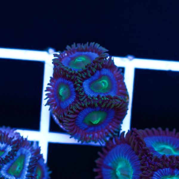 Halloween Vice Zoa #49