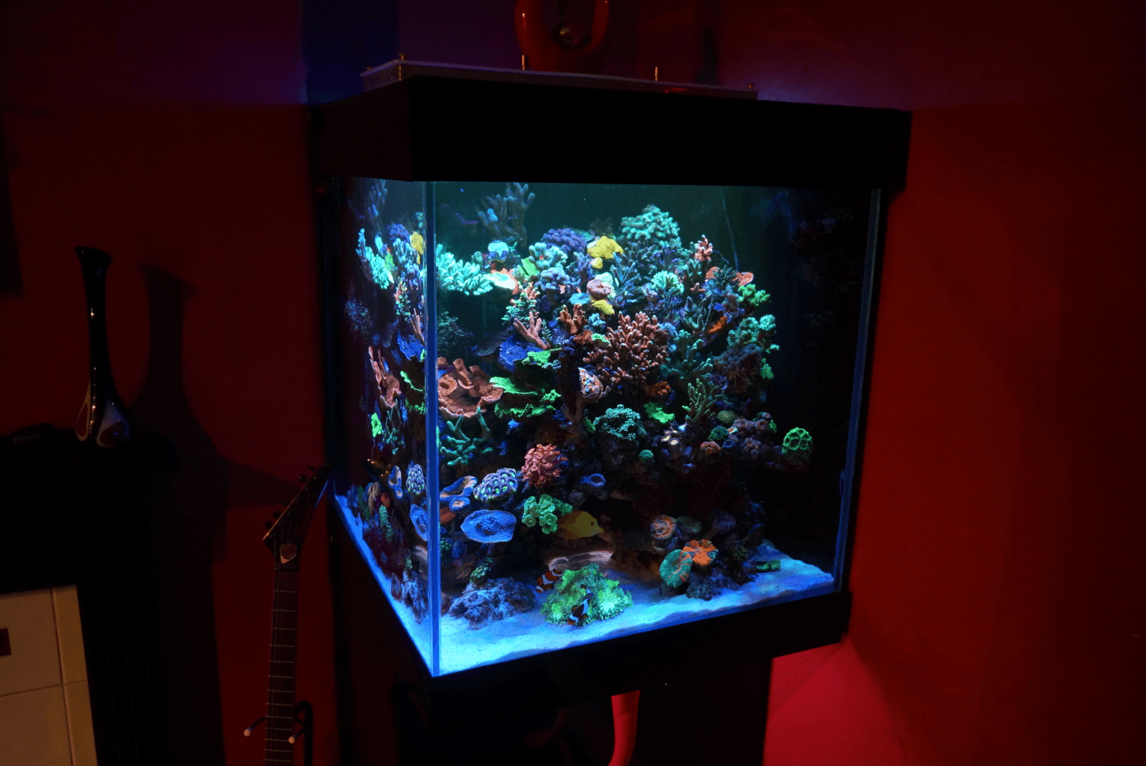 reef-cube-tank-1.png