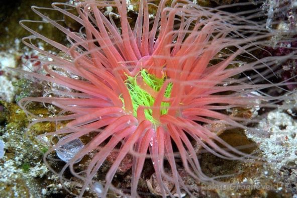 MKA-2220Tube20anemone20Cerianthus20_zps18ce9a75.jpg