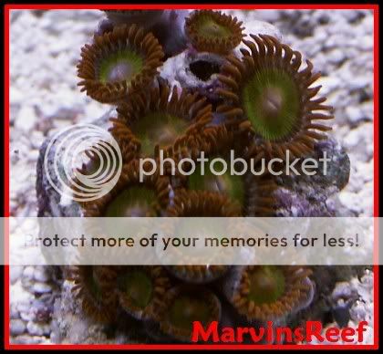 01-21-07NewZoas1.jpg