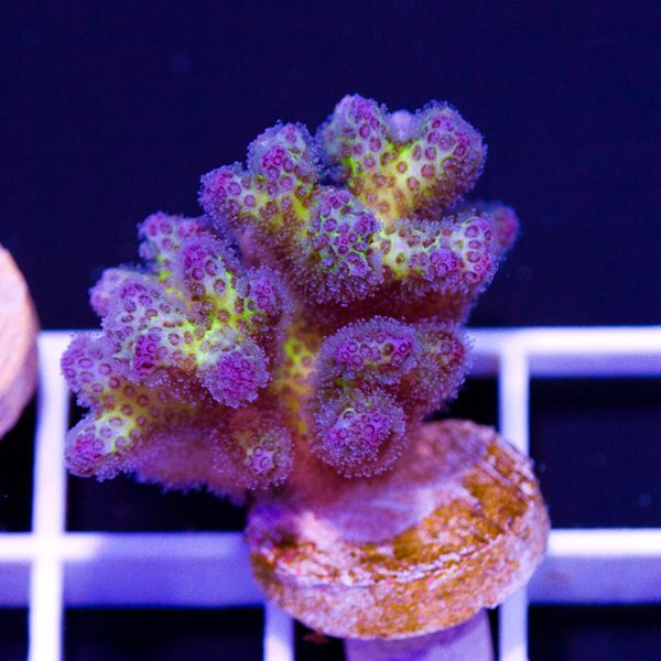 Halloween CC Royale Pocillopora #5