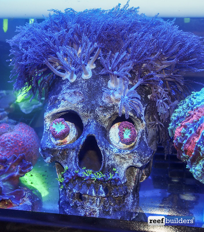 Poll: Have you ever used skulls or other creative forms in your reef? |  REEF2REEF Saltwater and Reef Aquarium Forum