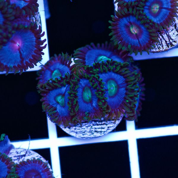 Halloween Vice Zoa #18