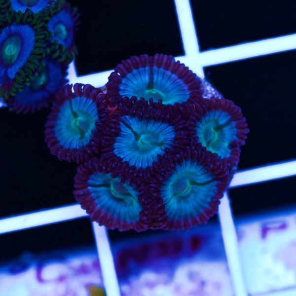 Halloween Vice Zoa #55