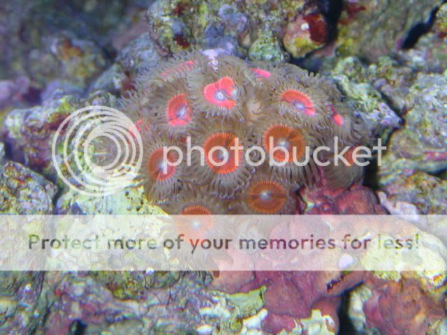 Zoas019.jpg