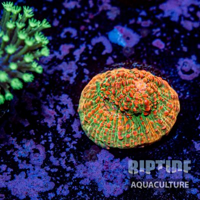 Riptideaquaculture -9781.jpg