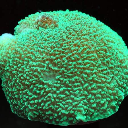 www.coralsofeden.com