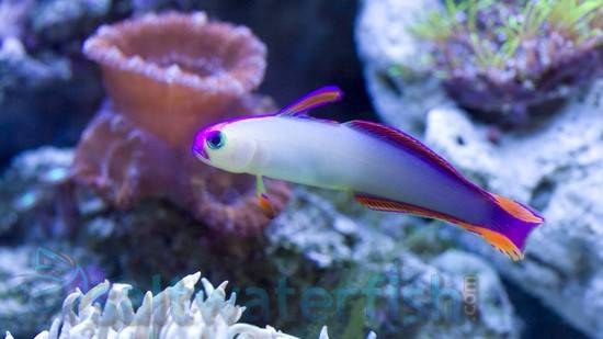 250_purple-firefish-goby_1.jpg.82c81691ffef38705681123a4bc0a996.jpg